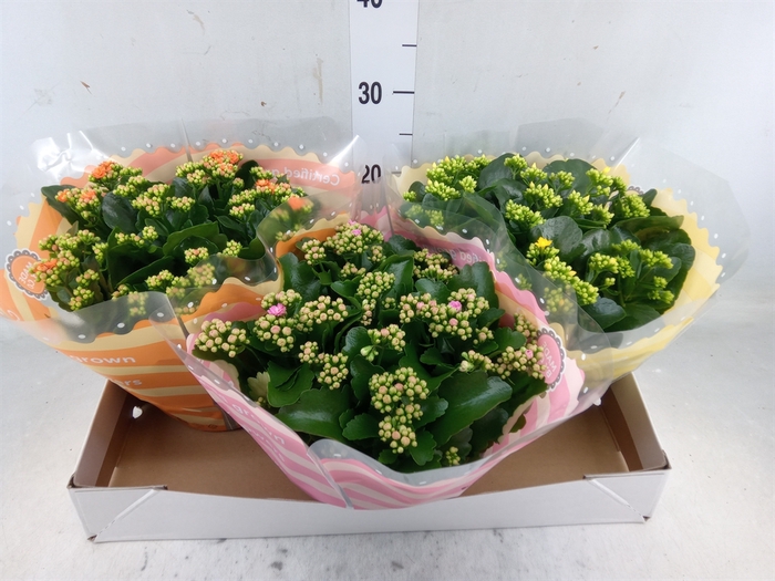 <h4>Kalanchoe blos.   ..rosebud mix  5</h4>