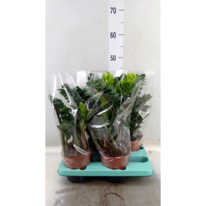 Zamioculcas zamiifolia 'Zenzi'