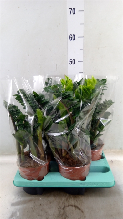 <h4>Zamioculcas zamiifolia 'Zenzi'</h4>