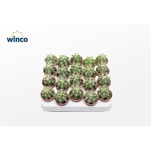 Ferocactus Glaucescens