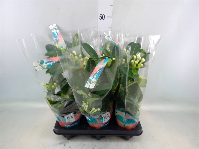 <h4>Stephanotis floribunda   ...</h4>