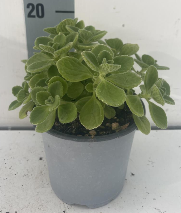 Origanum vulgare 'Compactum'