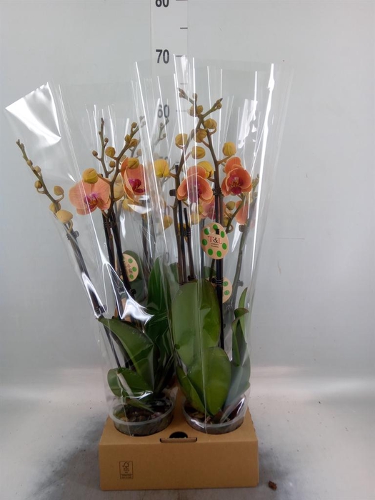 <h4>Phalaenopsis ...</h4>