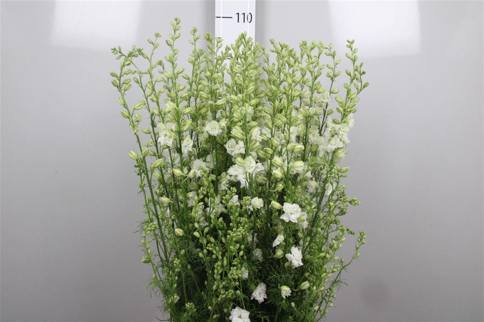 <h4>Cons R Q White</h4>