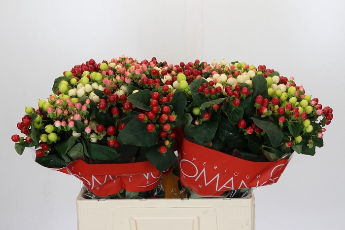 Hypericum Rainbow Romance