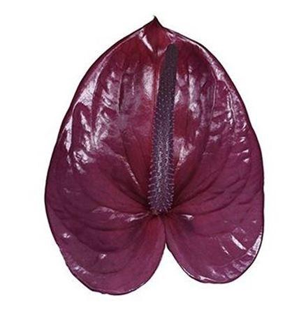 <h4>Anth A Utah</h4>