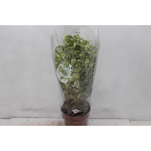 FICUS BENJAMINA VARIEGATA P14