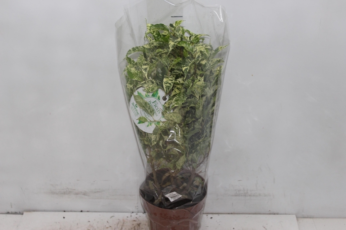 FICUS BENJAMINA VARIEGATA P14