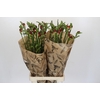 Freesia One Red XXL