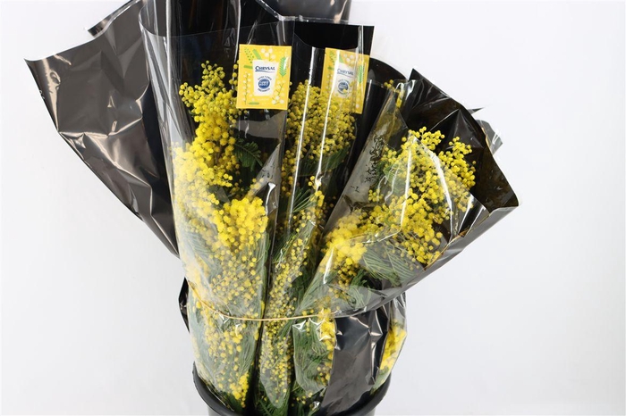 <h4>Mimosa Mirandole 200gr P Bunch</h4>