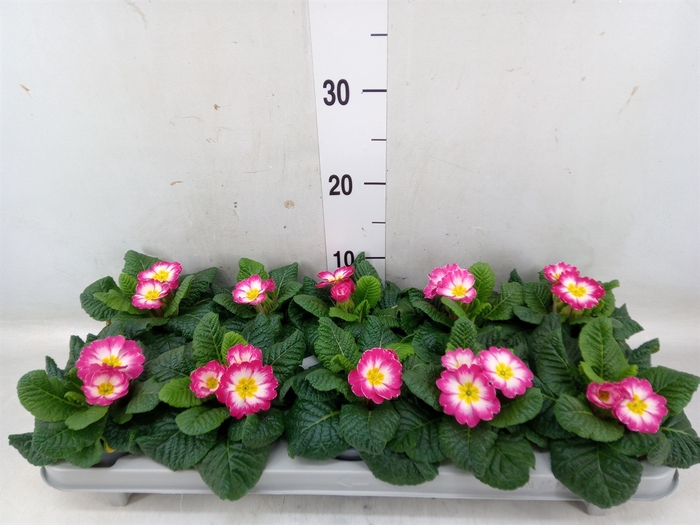 <h4>Primula ac. 'Salome Rose'</h4>