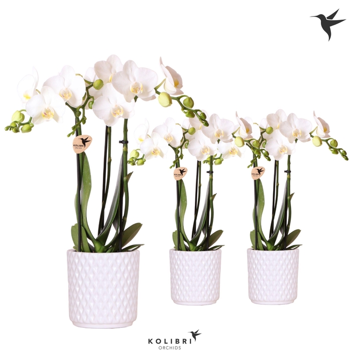 <h4>Kolibri Orchids Phalaenopsis white 3 spike in Diamond pot white</h4>