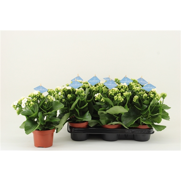 <h4>Kalanchoe Garden, White</h4>