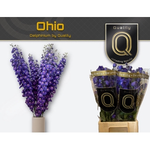DELPH DU OHIO 70CM X40
