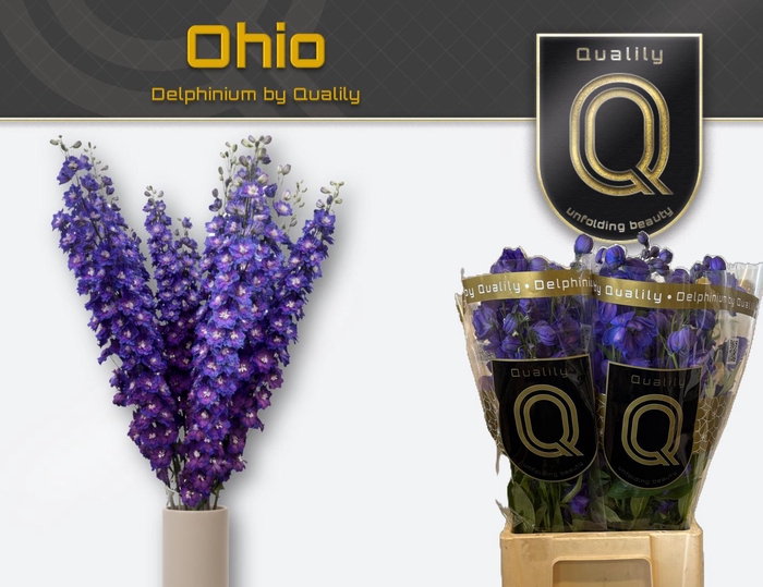 <h4>DELPH DU OHIO 70CM X40</h4>