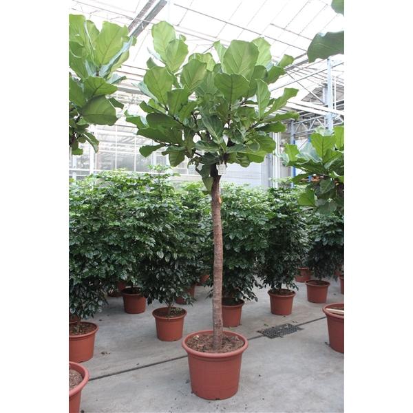 <h4>Ficus lyrata</h4>