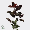 Photinia Red Robin