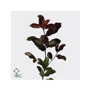 Photinia Red Robin Bloei