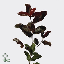 <h4>Photinia Red Robin Bloei</h4>