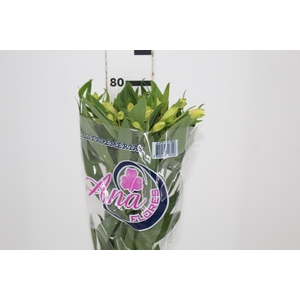 ALSTROEMERIA MELLOW YELLOW 080 CM
