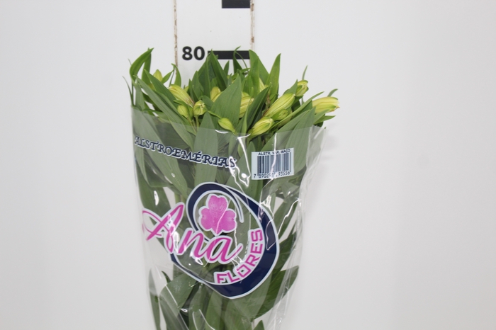 <h4>ALSTROEMERIA MELLOW YELLOW 080 CM</h4>