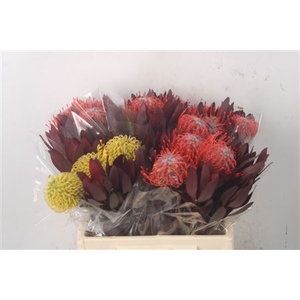 Tropic Bqt Island #1 Per Bunch