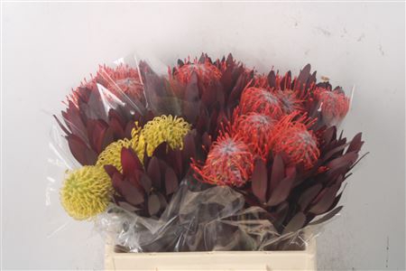 <h4>Tropic Bqt Island #1 Per Bunch</h4>