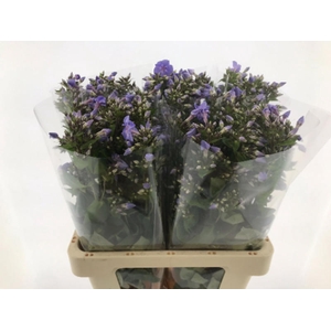 Phlox Butterfly Hogenboom