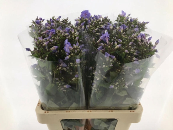 <h4>Phlox Butterfly Hogenboom</h4>