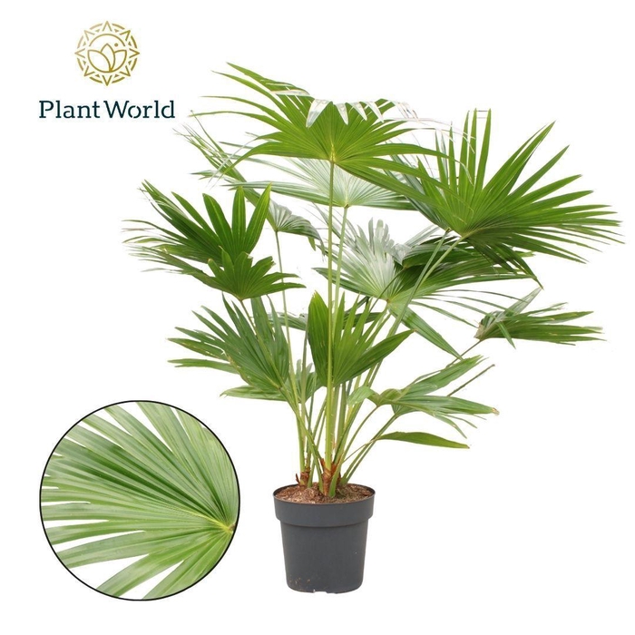 <h4>Livistona Rotundifolia 3pp</h4>