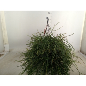 Rhipsalis   ...