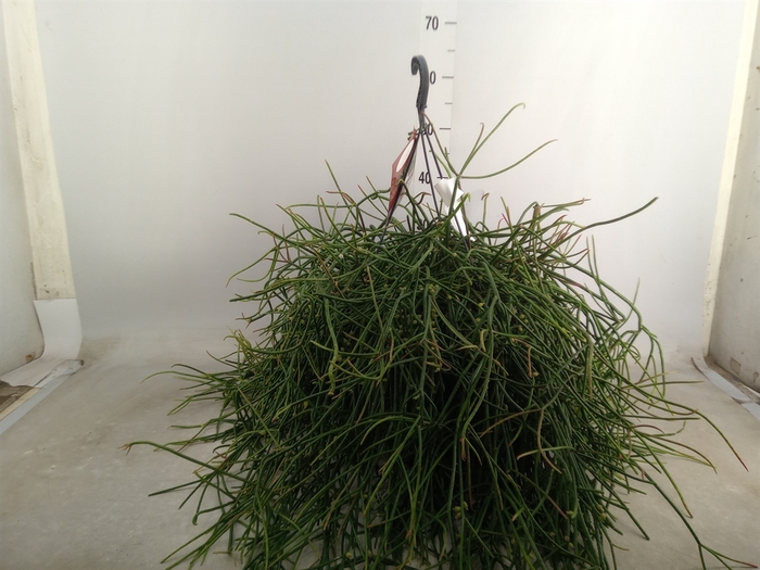 <h4>Rhipsalis   ...</h4>