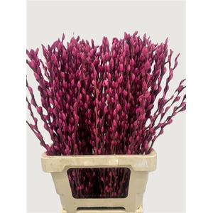 Salix Wilgenkatjes Cerise 70cm P Stem