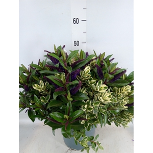 Hebe  'Addenda'   ...mix in pot