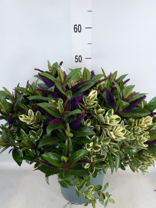 <h4>Hebe  'Addenda'   ...mix in pot</h4>