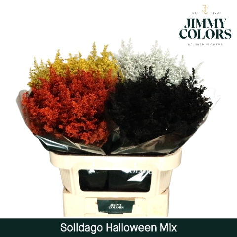 Solidago L80 Klbh. Halloween mix