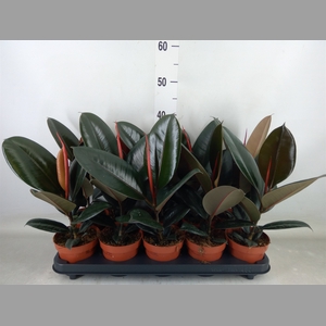 Ficus elastica 'Abidjan'