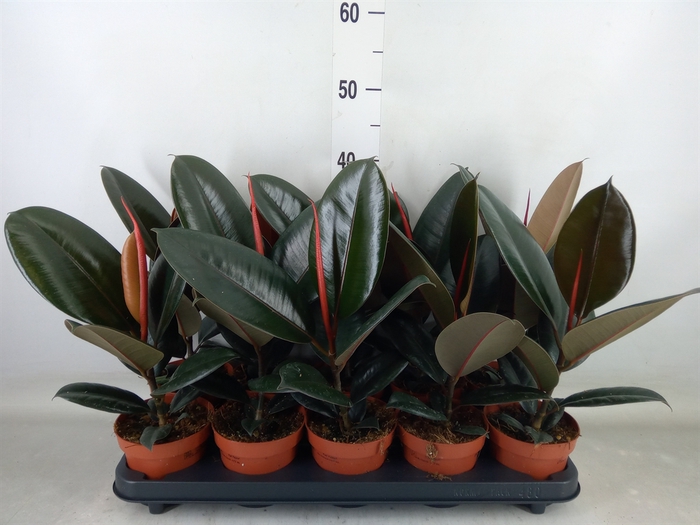 <h4>Ficus elastica 'Abidjan'</h4>