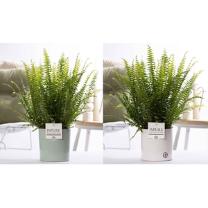 Nephrolepis Green Lady in P&PURE Essential ceramics ass.2