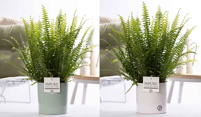 <h4>Nephrolepis Green Lady in P&PURE Essential ceramics ass.2</h4>