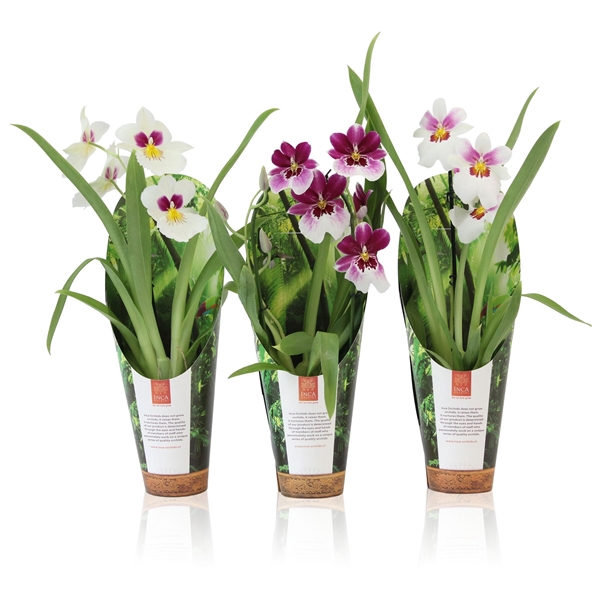 <h4>Inca Miltoniopsis 9 cm incl. cascade in Jungle luxury cover</h4>