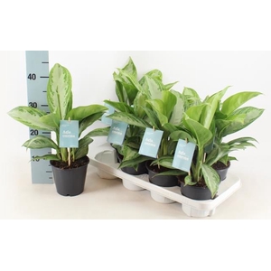 Aglaonema Silver bay 14Ø 40cm 2pp