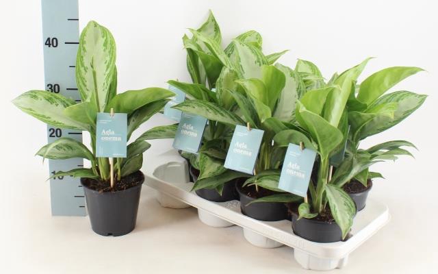 Aglaonema Silver bay 14Ø 40cm 2pp