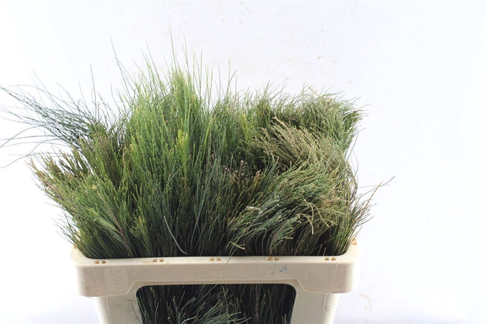 <h4>Kaaps Beefwood</h4>