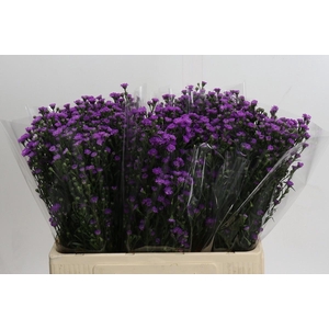 AST ASTEE M BABY PIN