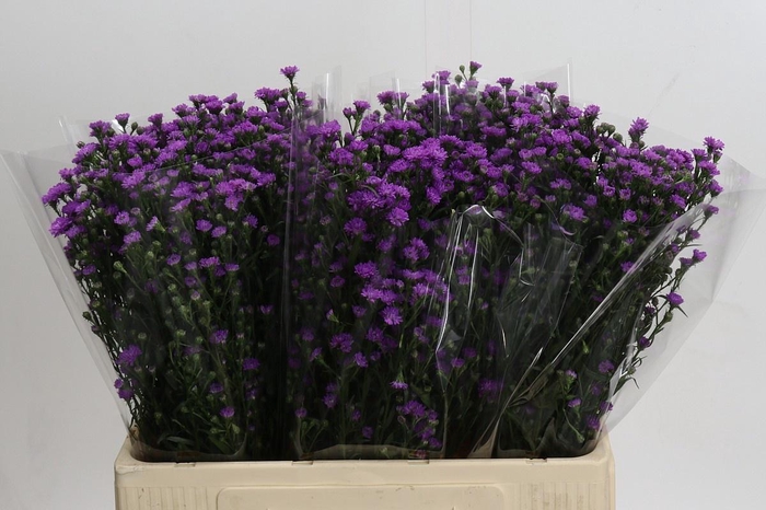 <h4>AST ASTEE M BABY PIN</h4>