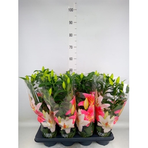 Lilium ori.  'Sunny Bahamas'