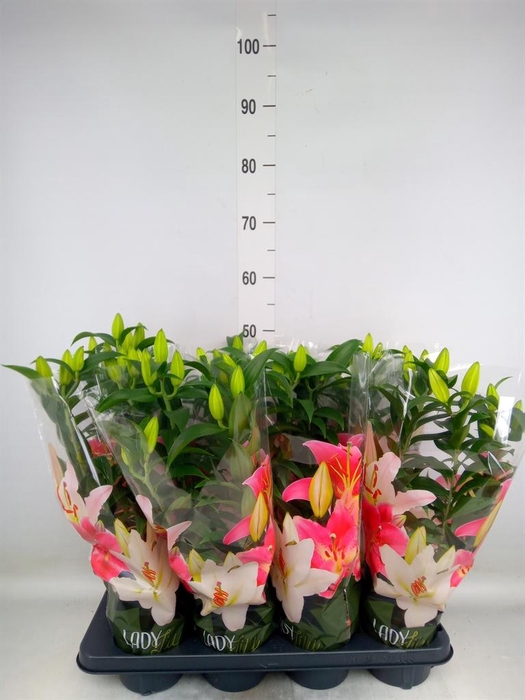 <h4>Lilium ori.  'Sunny Bahamas'</h4>