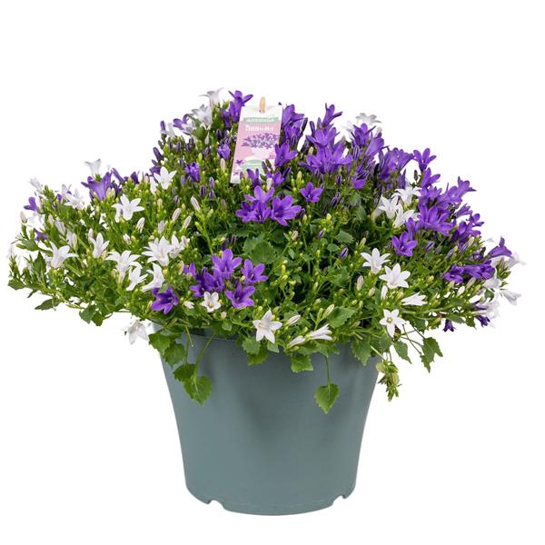 <h4>Campanula Ambella® Trio in patiopot</h4>