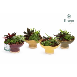 Keramiek schaal Medium met Groenen planten